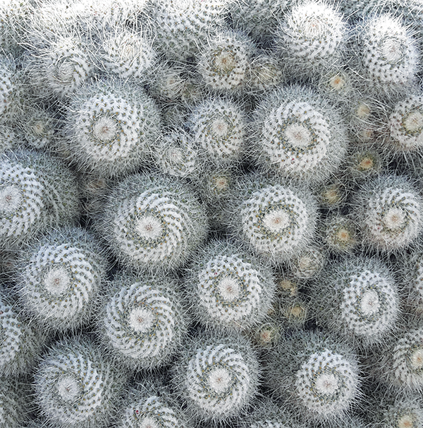Cactus White Spirals Greetings Card